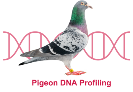Pigeon DNA profiling